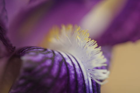 iris, bloem, paars, macro, Purper, bloeiende plant, schoonheid in de natuur, detailopname, bloemblad, breekbaarheid, fabriek, kwetsbaarheid, bloeiwijze, versheid, bloemhoofd, groei, stuifmeel, natuur, selectieve aandacht, extreem dichtbij, magenta, geen mensen, iris - plant, lente, zachtheid, krokus, 2K, CC0, publiek domein, royaltyvrij