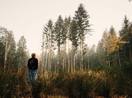 Mann, tragen, Jacke, Stehen, Gras, starrte, Baum, tagsüber, Natur, Männer, draußen, Wald, Erwachsene, Menschen, eine Person, kaukasischer Abstammung, Farbbild, Freizeitbeschäftigung, Gehen, nur für Erwachsene, Abenteuer, Wandern, Nur ein Mann, Nur Männer, Kiefer, Pflanze, echte Menschen, Land, Lebensstile, Schönheit in der Natur, Wachstum, Rückansicht, Ruhe, Legere Kleidung, Nicht-städtische Szene, Himmel, ruhige Szene, Szenen - Natur, 2K, CC0, gemeinfrei, lizenzfrei
