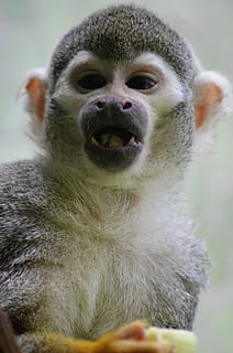 abe, capuchin abe, äffchen, herr nilsson, Capuchins, dyreportræt, nuttet, pattedyr, portræt, primat, et dyr, kigger på kameraet, tæt på, dyreliv, dyr i naturen, hvirveldyr, ingen mennesker, dag, selektiv fokusering, dyr kropsdel, fokus på forgrunden, leder, munden åben, dyre mund, 4K, CC0, offentligt domæne, royaltyfrie