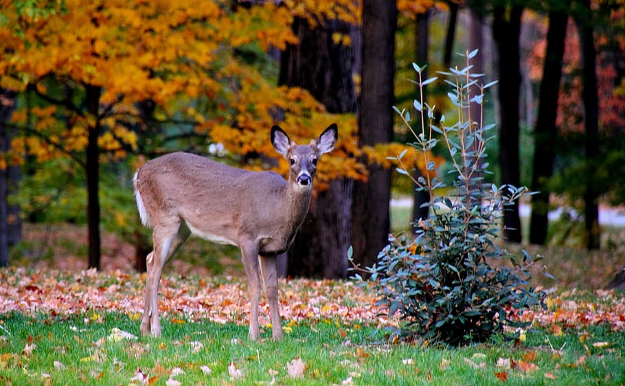 Fauna, Hirsch, fallen, Blätter, Park, Tier, Natur, Tierwelt, Wald, süß, braun, natürlich, Kitz, Damhirschkuh, Gras, draussen, Jagd, Pelz, Gelb, Bäume, Tierthemen, Tiere in freier Wildbahn, Säugetier, Pflanze, Stehen, ein Tier, Baum, Land, Herbst, keine Leute, Wirbeltier, Tag, in voller Länge, draußen, pflanzenfressend, Veränderung, 4K