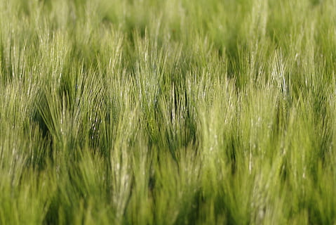 majs, Mark, ører, baggrunden, grøn, landbrug, høst, sommer, dyrkning af, landsby, natur, korn, græs, byg, plante, grøn farve, vækst, selektiv fokusering, baggrunde, jord, fuld ramme, afgrøde, landskab, landlige scene, ingen mennesker, skønhed i naturen, korn plante, gård, dag, miljø, udendørs, vind, 4K, CC0, offentligt domæne, royaltyfrie