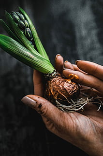 making, little, ornamental, seedling, small, jar, Woman, plant, decoration, ornament, planting, crafting, adornment, vegetable, food, human Hand, agriculture, organic, freshness, nature, healthy Eating, holding, crop, harvesting, farm, growth, farmer, food And Drink, carrot, ripe, people, dirt, human body part, one person, hand, focus on foreground, real people, wellbeing, root vegetable, close-up, day, unrecognizable person, green color, lifestyles, outdoors, finger, sweetcorn, 5K