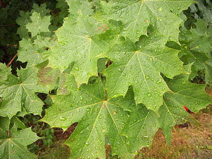 deszcz, pada deszcz, zamglenie, zaparowanie, rosa, kropla deszczu, krople deszczu, liść, odchodzi, drzewo, drzewa, Natura, na dworze, Las, jesień, roślina, pora roku, zielony kolor, tła, część rośliny, wzrost, zbliżenie, żadnych ludzi, wysoki kąt widzenia, woda, dzień, piękno natury, upuszczać, mokro, żyła liściowa, pełna ramka, wylądować, koniczyna, liść klonu, 1080P, CC0, domena publiczna, darmowe zdjęcia