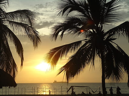solnedgang, strand, palmas, vand, hav, himmel, Palme træ, tropisk klima, skønhed i naturen, scenics - natur, horisont over vand, ro, silhuet, rolig scene, træ, horisont, natur, jord, plante, idyllisk, palmblad, udendørs, kokos palme, tropisk træ, 2K, CC0, offentligt domæne, royaltyfrie