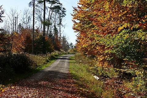 hutan, jalur hutan, alam, pohon, musim gugur, suasana musim gugur, pemandangan, hutan musim gugur, penuh warna, jatuh dedaunan, taman alam, schönbuch, baden württemberg, jerman selatan, jerman, berjalan di hutan, jalan, daun, di luar rumah, pemandangan pedesaan, kuning, musim, aspal, perubahan, menanam, jalan lurus, arah, pertumbuhan, ketenangan, keindahan di alam, tidak ada orang, tanah, adegan yang tenang, hari, angkutan, adegan non-urban, warna oranye, trotoar, perspektif yang berkurang, jatuh, koleksi musim gugur, Daun-daun, 2K, CC0, domain publik, bebas royalti