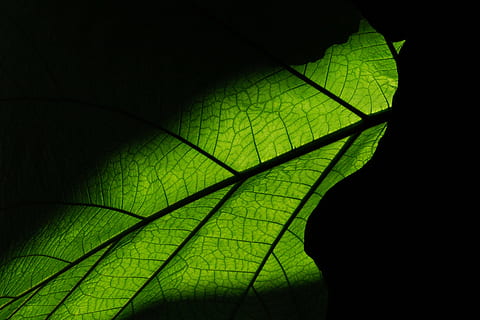 leaf, structure, texture, plant part, black background, leaf vein, nature, green color, studio shot, plant, close-up, no people, natural pattern, beauty in nature, fragility, indoors, vulnerability, illuminated, back lit, night, growth, luminosity, 4K, CC0, public domain, royalty free