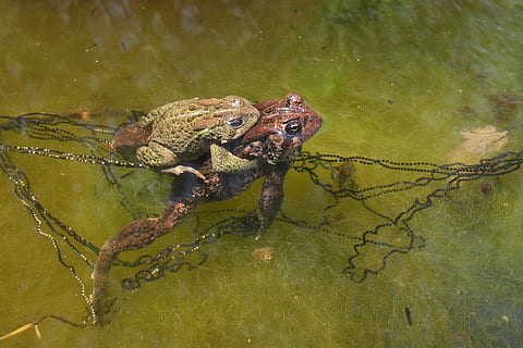kodok amerika, persetubuhan, perkawinan, kodok, telur, kolam, margasatwa, biotope, habitat, pasangan, alam, amfibi, hewan, katak, tema binatang, satwa liar hewan, binatang di alam liar, satu binatang, air, bertulang belakang, reptil, tidak ada orang, warna hijau, danau, tampilan sudut tinggi, hari, tepi laut, buaya, di luar rumah, rawa, laut, 1080P, CC0, domain publik, bebas royalti