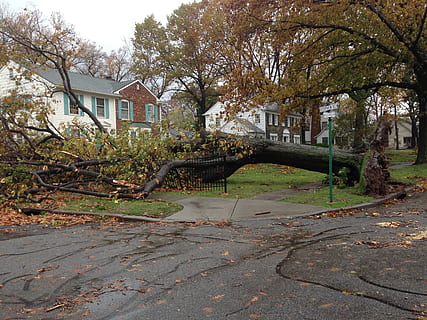 Fallen, træ, sandet, orkan, orkan sandy, skade, arkitektur, bygget struktur, bygning udvendig, plante, bygning, natur, hus, dag, efterår, boligområde, ingen mennesker, udendørs, vækst, afdeling, parkere, sti, plante del, jord, vand, lave om, 2K, CC0, offentligt domæne, royaltyfrie