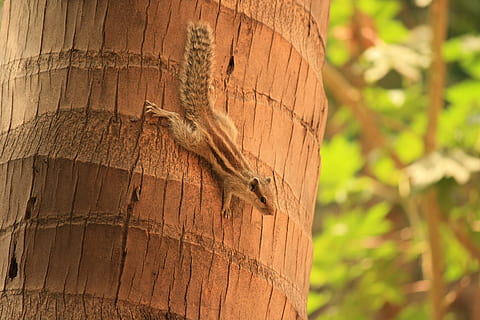Squirrel, Climbing, Down, Moving, Fast, tree, brown, wooden, mammal, wildlife, animals, furs, furry, rodent, bushy, tail, chipmunks, one animal, animal wildlife, animal themes, animals in the wild, no people, animal, focus on foreground, wood - material, lizard, nature, vertebrate, day, close-up, reptile, tree trunk, plant, trunk, outdoors, 4K, CC0, public domain, royalty free