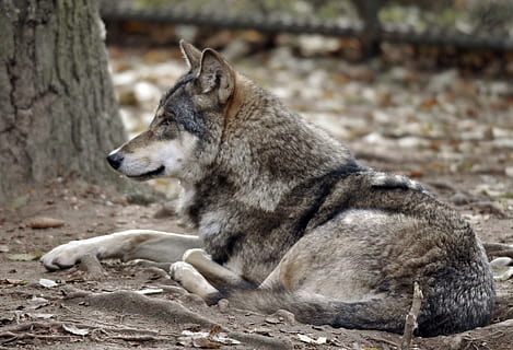ogród zoologiczny, hellabrunn, Monachium, zwierzę, tematy zwierzęce, ssak, jedno zwierzę, zwierzęca przyroda, zwierzęta na wolności, relaks, Wilk, żadnych ludzi, wylądować, kręgowiec, Natura, patrząc, dzień, odwracając wzrok, skupić się na pierwszym planie, na dworze, drzewo, pole, posiedzenie, 2K, CC0, domena publiczna, darmowe zdjęcia
