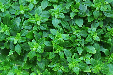 Nahansicht, Foto, Grün, blätterte, Pflanze, Aroma, aromatisch, Hintergrund, Basilikum, Kochen, Lebensmittel, frisch, gesund, Kraut, Zutat, Italienisch, Blätter, organisch, roh, Würze, lecker, jung, Blatt, Natur, grüne Farbe, Wachstum, Hintergründe, draußen, Muster, texturiert, Baum, Frische, üppiges Laub, Schönheit, Pflanzenteil, Vollbild, Schönheit in der Natur, keine Leute, Tag, High Angle View, direkt darüber, Feld, Medizin, 4K, CC0, gemeinfrei, lizenzfrei
