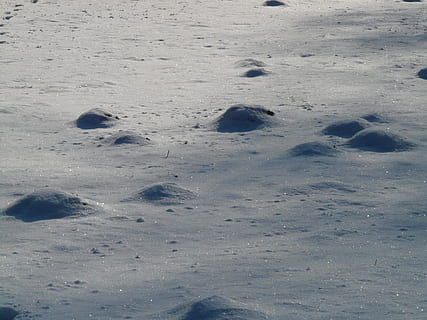 molshoop, winters, koude winter, sneeuw, koude, winter, koude temperatuur, dag, volledig kader, natuur, land-, geen mensen, hoge hoekmening, pootafdruk, voetspoor, buitenshuis, zand, afdrukken, schoonheid in de natuur, kalmte, witte kleur, nummer - opdruk, afwezigheid, strand, 2K, CC0, publiek domein, royaltyvrij