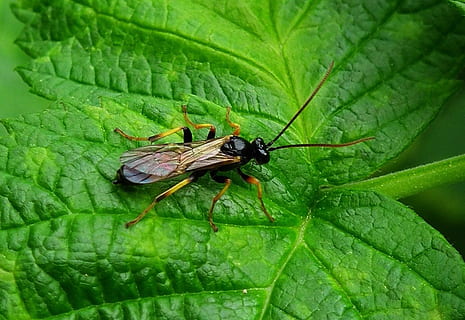error, Vespa, volar, insecte, picada, antena, insecte, picada, Hornet, buzz, full, color verd, temes d'animals, animals a la natura, un animal, animal, fauna animal, part de la planta, invertebrat, primer pla, planta, naturalesa, cap gent, dia, creixement, zoologia, a l'aire lliure, ala dels animals, 720P, CC0, domini públic, lliure de regalies