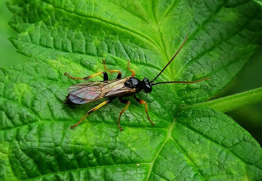 error, Vespa, volar, insecte, picada, antena, insecte, picada, Hornet, buzz, full, color verd, temes d'animals, animals a la natura, un animal, animal, fauna animal, part de la planta, invertebrat, primer pla, planta, naturalesa, cap gent, dia, creixement, zoologia, a l'aire lliure, ala dels animals, 720P