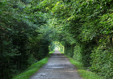 gris, sentier, des arbres, arbre, le chemin, les forêts, façon, spacer, feuillage, vert, la nature, paysage, végétation, parc, l'automne, le soleil, pays magique, relaxation, Piste, Pologne, chemin forestier, route forestière, or automne, forêt, la voie à suivre, journée, couleur verte, direction, plante, terre, perspective décroissante, croissance, route, feuillage luxuriant, transport, tranquillité, beauté dans la nature, personne, vide, en plein air, des bois, canopée, bordé d'arbres, 2K, CC0, domaine public, libre de droits