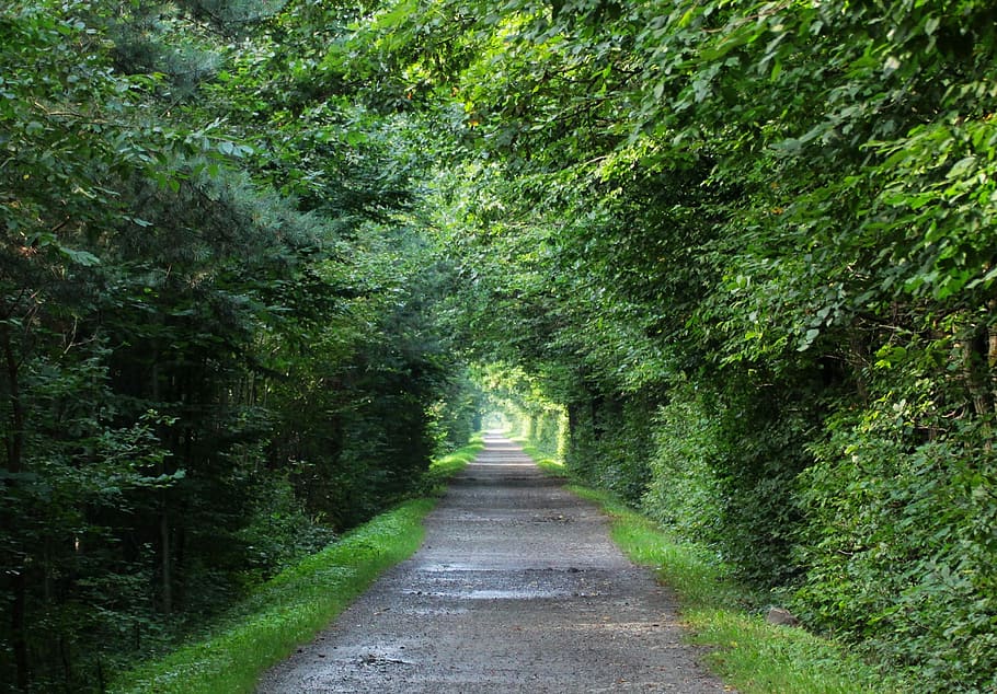 gris, camí, arbres, arbre, el camí, boscos, manera, spacer, fullatge, verd, naturalesa, paisatge, vegetació, parc, tardor, el sol, terra màgica, relaxació, ruta, Polònia, camí forestal, carretera forestal, or de la tardor, bosc, el camí a seguir, dia, color verd, direcció, planta, terra, sendera, perspectiva decreixent, creixement, carretera, exuberant fullatge, transport, tranquil·litat, bellesa a la natura, cap gent, buit, a l'aire lliure, copa de l'arbre, treelined, 2K