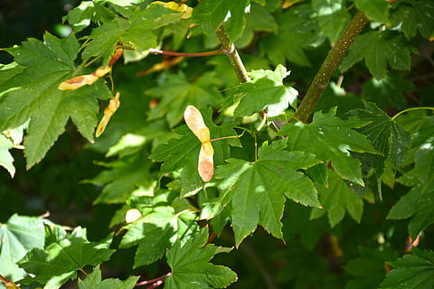 maple, biji, pohon, merapatkan, daun, cabang, musim panas, hijau, whirlybirds, dedaunan, hari, bagian tanaman, menanam, pertumbuhan, warna hijau, alam, keindahan di alam, tidak ada orang, fokus pada latar depan, di luar rumah, sinar matahari, kesegaran, fokus selektif, makanan dan minuman, makanan, tanah, buah, Daun-daun, 5K, CC0, domain publik, bebas royalti