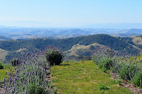 ipê, ipê groc, arbre, primavera, groc, bonic, naturalesa, paisatge, flors, flora, dia, flor groga, ipe florida, espígol, plantació de lavanda, falca, Sao Paulo, Brasil, flor, paisatges, el lavandário, encant, panorama, tranquil·litat, senders, planta, jardí, vista, bellesa a la natura, escenics - natura, creixement, cel, escena tranquil·la, medi ambient, planta amb flors, terra, muntanya, camp, idíl·lic, cap gent, escena no urbana, a l'aire lliure, porpra, 5K, CC0, domini públic, lliure de regalies