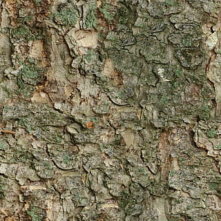 sømløs, tileable, struktur, bark, pels, træ, natur, Skov, træstamme, baggrunde, Brun, træ - materiale, mønster, tæt på, tekstureret, bagagerum, fuld ramme, ru, plantebark, plante, ingen mennesker, vækst, naturligt mønster, dag, udendørs, tekstureret effekt, lichen, 1080P, CC0, offentligt domæne, royaltyfrie