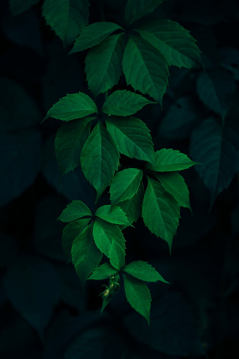 detailní, fotografie, zelená, listoval, rostlina, zelené listy, list, temný, listy, arsat, helio, 50 mm, detail, hroznů, divoký, Příroda, stín, portrét, rostlinné části, růst, zelená barva, krása v přírodě, nikdo, svěžest, venku, přímo nad, vysoký úhel pohledu, zaměřit se na popředí, noc, křehkost, selektivní zaměření, zranitelnost, jídlo a pití, 5K