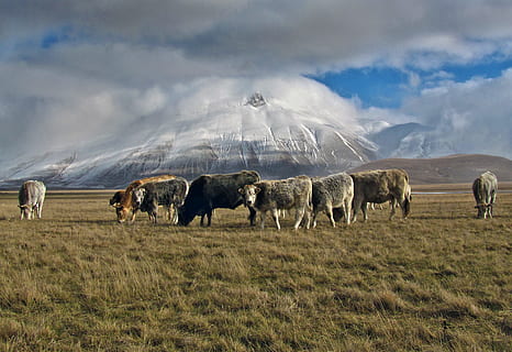 cireadă, vaci, mâncare, iarbă, maro, alb, vacă, verde, iarba câmp, iac, cer, natură, oaie, animal, peisaj, pășunat, Munte, rural, păşune, scenics, în aer liber, mamifer, turmă de oi, luncă, grup de animale, animale în sălbăticie, animale sălbatice, zi, animale tematice, șeptel, animale domestice, mediu inconjurator, animale vertebrate, nor - cer, teren, grup mare de animale, camp, intern, nici o persoana, erbivor, 2K, CC0, domeniu public, fără drepturi de autor