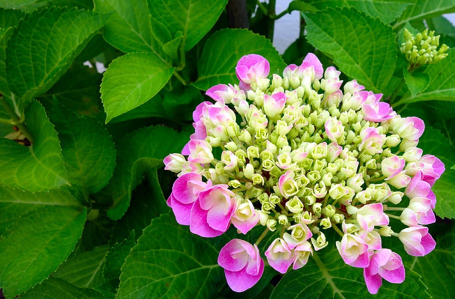 roz, hortensiile flori, fotografie de aproape, hortensie, floare, inflori, a inflori, natură, vară, grădină, hortensie floare, plante ornamentale, arbust ornamental, frumos, închide, inflorescenţă, plantă, planta cu flori, frunze, parte a plantelor, prospeţime, frumusețe în natură, culoarea roz, a închide, creştere, petală, Culoarea verde, fragilitate, vulnerabilitate, cap de floare, nici o persoana, zi, să se concentreze asupra primelor elemente, în aer liber, primăvară, liliac, buchet, 4K