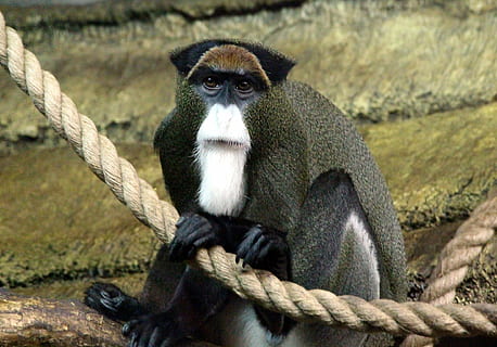 de brazzan apina, marmoset, cercopithecus neglectus, apina, etusija, eläintarha, näkymä, villieläimiä, eläin, köysi, harmaa tausta, villieläimet, luonto, nisäkäs, metsä, kädellinen, eläimiä, eläinten villieläimet, yksi eläin, istuva, keskittyä etualalle, selkärankainen, ihmiset, päivä, vankeudessa, ulkona, 1080P, CC0, public domain, rojaltivapaa