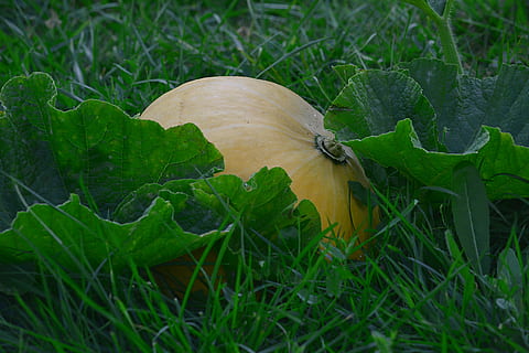gresskar, grønnsak, hage, falle, makt, natur, mat, bilde, smak, bord, innhøsting, anlegg, gress, grønn farge, mat og Drikke, vekst, ingen folk, nærbilde, plante del, dag, blad, land, spise sunt, felt, utendørs, friskhet, velvære, sopp, 5K, CC0, offentlig domene, opphavsrett gratis