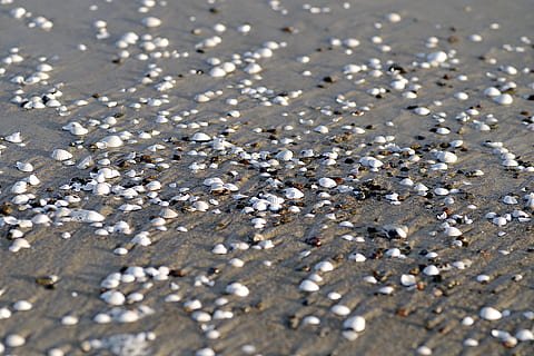 เปลือกหอย, ชายหาด, ทะเล, ทราย, เปลือกสีขาว, เปลือก, กระสุนจำนวนมาก, พื้นหลัง, ครัสเตเชีย, ทะเลบอลติก, โปแลนด์, ไม่มีคน, ที่ดิน, ภูมิหลัง, เลือกโฟกัส, ใกล้ชิด, ธรรมชาติ, แสงแดด, เต็มกรอบ, มุมมองมุมสูง, ของแข็ง, วัน, ความอุดมสมบูรณ์, กลางแจ้ง, มันเงา, กลุ่มวัตถุขนาดใหญ่, แบบแผน, หิน, หรูหรา, 5K