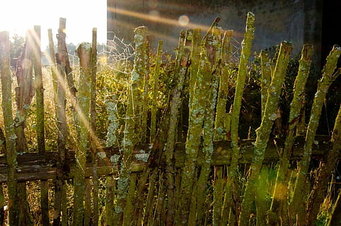 Sunset, Masuria, Sun, Plot, Poland, the sun, east, agriculture, growth, outdoors, day, no people, nature, plant, beauty in nature, sunlight, field, close-up, green color, water, tranquility, land, lake, built structure, focus on foreground, sky, reflection, bamboo - plant, 1080P, CC0, public domain, royalty free