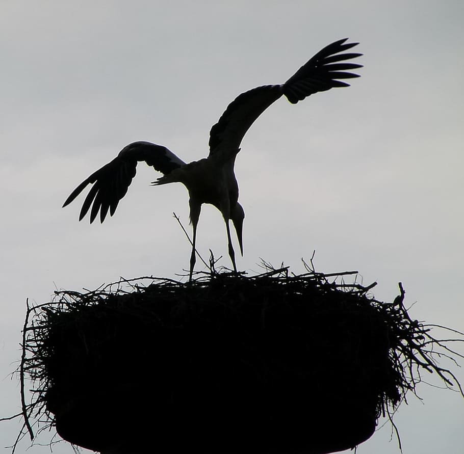 cuib de pasăre, nori, alb-negru, pasăre, cuib, cer, siluetă, siluete, natură, in afara, un animal, animale sălbatice, animale tematice, animale în sălbăticie, animal, animale vertebrate, zbor, aripi împrăștiate, nici o persoana, grup de animale, două animale, cuib de animale, zi, copac, în aer liber, barză, familie de animale, 720P