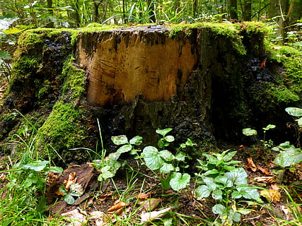 træstump, Skov, log, træ, savet af, gammel, faldet træ, landskab, grøn, træ rod, bemoost, mos, blade, skovbund, bark, tilgroet, plante, gå i skoven, skov sti, natur, ingen mennesker, tæt på, vækst, jord, skønhed i naturen, dag, plante del, blad, grøn farve, ro, klippe, udendørs, solid, rock-objekt, sollys, Mark, 4K, CC0, offentligt domæne, royaltyfrie