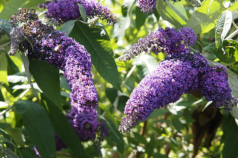 Buddleia, สีม่วง, ฤดูใบไม้ผลิ, ไม้พุ่ม, ดอกไม้, ดอก, พุ่มไม้, ความสด, ความงามในธรรมชาติ, การเจริญเติบโต, ความบอบบาง, ไม้ดอก, ปลูก, ความอ่อนแอ, ใกล้ชิด, ธรรมชาติ, ไม่มีคน, กลีบดอกไม้, วัน, ใบไม้, ส่วนของพืช, หัวดอกไม้, พฤกษศาสตร์, แสงแดด, กลางแจ้ง, ช่อลาเวนเดอร์, ม่วง, ช่อดอกไม้, 4K, CC0, โดเมนสาธารณะ, ค่าลิขสิทธิ์ฟรี
