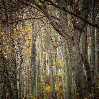 Weiß, Baumstamm Wald, Tag, Textur, Wald, Bäume, Hintergrund, Natur, Herbst, Holz, braun, Muster, Blätter, Geäst, wienerwald, Wien, Österreich, Stimmung, Laubfall, Baum, Blatt, Jahreszeit, Ast, draußen, Gelb, Pflanze, Land, Baumstamm, Kofferraum, Schönheit in der Natur, Ruhe, Wachstum, Veränderung, Pflanzenteil, keine Leute, Szenen - Natur, Herbstkollektion, Bambuspflanze, 2K, CC0, gemeinfrei, lizenzfrei