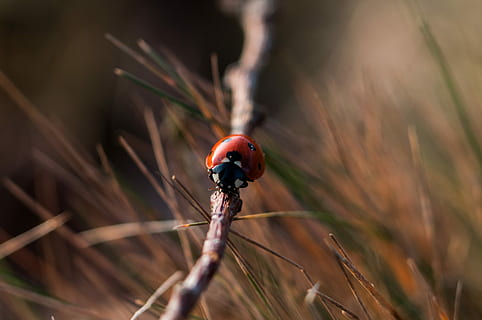 vermell, 7 punts, Marieta, gris, fusta, branca d'un arbre, primer pla, fotografia, selectiu, focus, branca, insecte, error, herba, naturalesa, profunditat de camp, camp, bokeh, escarabat, macro, mariquitum, fauna animal, temes d'animals, animals a la natura, animal, planta, un animal, invertebrat, cap gent, terra, centrar-se en primer pla, dia, a l'aire lliure, fong, enfocament selectiu, petit, 4K, CC0, domini públic, lliure de regalies