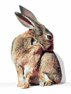 coniglio grigio, coniglio, lepre, cura, animale domestico, natura, coccolone, soffice, peloso, pace, primavera, carina, animale, fauna selvatica, nessuno, temi animali, sfondo bianco, ramificazione, un animale, mammifero, lunghezza intera, vertebrato, girato in studio, in casa, animali domestici, avvicinamento, due animali, gruppo di animali, giovane animale, animali allo stato selvatico, domestico, Marrone, ritagliare, erbivoro, 4K, CC0, dominio pubblico, privo di copyright