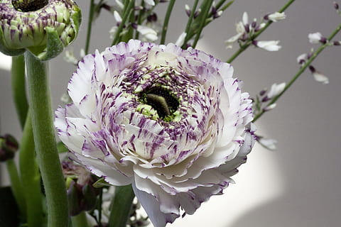 putih, ungu, berkerumun, bunga, ranunculus, mekar, berkembang, musim semi, alam, menanam, violet, hahnenfußgewächs, ranunculaceae, buket, sapu, makro, tanaman berbunga, kesegaran, kerapuhan, keindahan di alam, kerentanan, merapatkan, kepala bunga, daun bunga, tema binatang, pertumbuhan, hewan, hal berkembang, fokus pada latar depan, satu binatang, tidak ada orang, satwa liar hewan, serbuk sari, penyerbukan, merangkai bunga, 4K, CC0, domain publik, bebas royalti