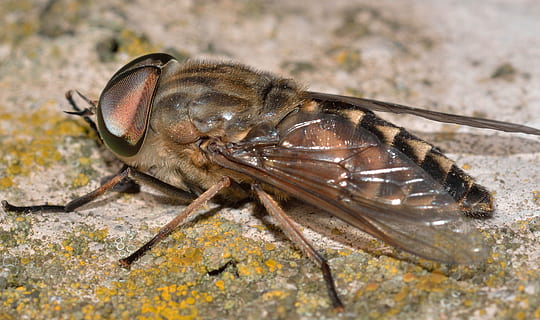insetti, ditteri, tabanus, fauna selvatica, un animale, insetto, invertebrato, animali allo stato selvatico, avvicinamento, parte del corpo animale, ala animale, nessuno, macro, natura, volare, primo piano estremo, antenna animale, artropodo, all'aperto, giorno, occhio animale, ingrandimento, piccolo, 2K, CC0, dominio pubblico, privo di copyright