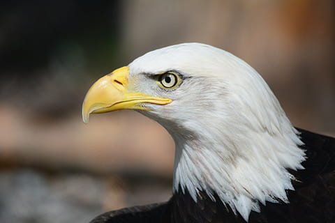 white, black, bald, eagle, raptor, eagles, fly, bird, symbol, dom, united states, patriotism, american, patriotic, america, symbolic, majestic, proud, flight, beauty, nature, bald Eagle, eagle - Bird, wildlife, bird of Prey, beak, animal, uSA, animals In The Wild, one animal, animal themes, vertebrate, animal wildlife, animal body part, focus on foreground, close-up, animal head, no people, day, outdoors, yellow, profile view, animal eye, 5K, CC0, public domain, royalty free