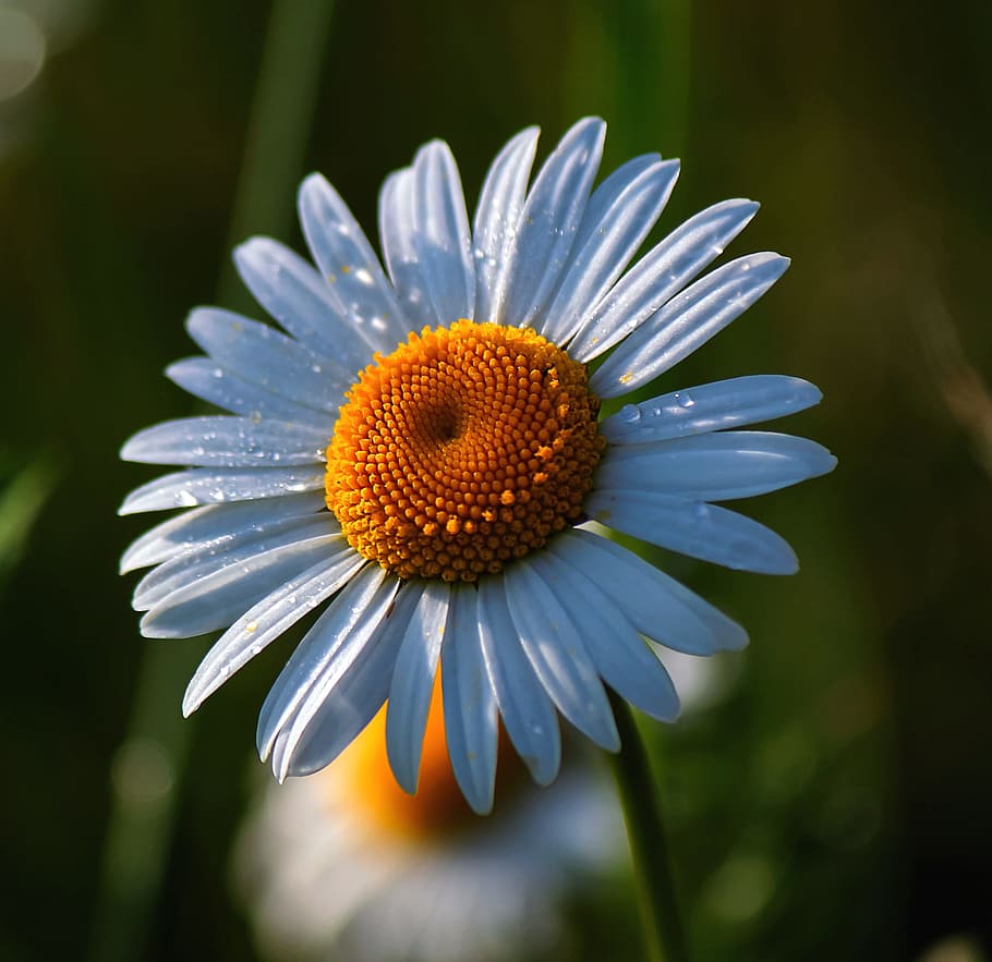 fotografia de primer pla, blanc, margarida, flors, primavera, flor blanca, margarida perenne, florit, herba, floració, verd, flors d'estiu, pètal, naturalesa, flors silvestres, flors blanques, flor, planta amb flors, planta, vulnerabilitat, fragilitat, creixement, frescor, cap de flor, inflorescència, bellesa a la natura, primer pla, pol·len, centrar-se en primer pla, cap gent, dia, botànica, 2K