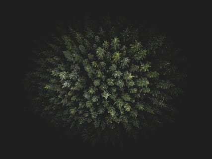 dev el feneri, yakın çekim fotoğraf, yeşil, yapraklı, bitkiler, dev, el feneri, doğa, yaz, arka, büyüme, yeşil renk, bitki, insansız, Alternatif tıp, ağaç, doğada güzellik, huzur, düşük açılı görünüş, gece, açık havada, arazi, tazelik, bütün çerçeve, şube, sakin sahne, yeşillik, iğne yapraklı ağaç, 4K, CC0, kamu malı, telif ücretsiz