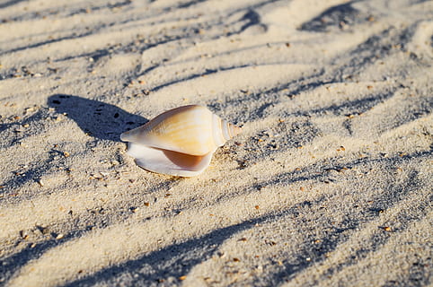 nærbillede foto, hvid, grå, havskal, kysten, skal, strand, muslingeskal, skaldyr, sand, sandstrand, vraggods, strandede, hav, syd, ferie, sommer, sol, jord, dyreliv, dyr, ingen mennesker, natur, sollys, skønhed i naturen, tæt på, dyr i naturen, dag, dyreskal, et dyr, dyre temaer, selektiv fokusering, udendørs, marine, overflade niveau, 4K, CC0, offentligt domæne, royaltyfrie