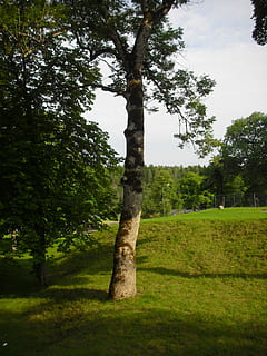 eingefallen, grünes Blatt, Blattfeder, blauer Himmel, Grün, Blatt, Frühling, Schweden, grau Grün, Farben, Waldgebiet, Garten, Sommer-, Natur, Baum, draußen, Baumstamm, Gras, keine Leute, Pflanze, grüne Farbe, Ruhe, Wachstum, Land, Schönheit in der Natur, Himmel, ruhige Szene, Landschaft, Feld, Kofferraum, Tag, Umgebung, Szenen - Natur, 2K, CC0, gemeinfrei, lizenzfrei