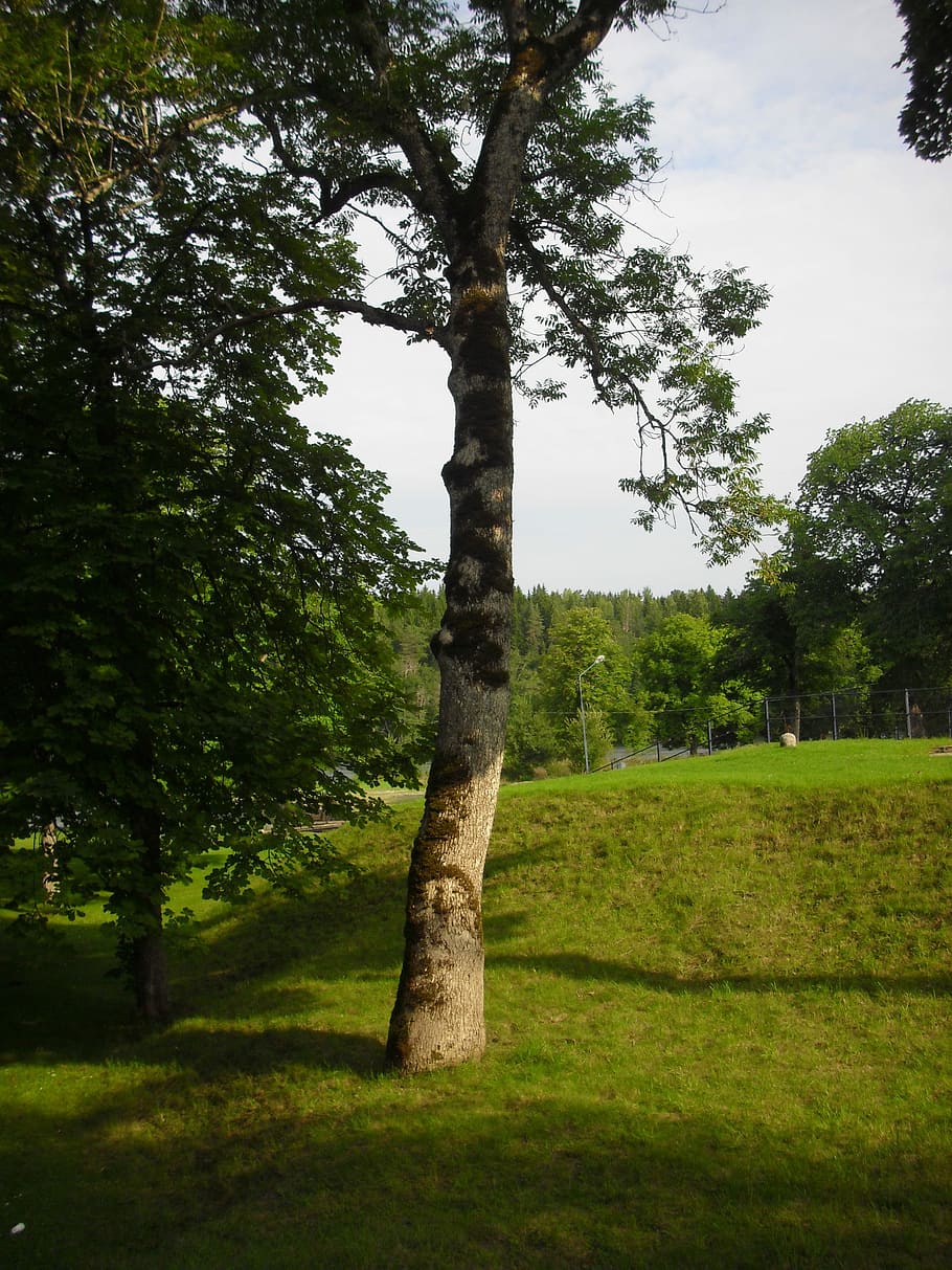 eingefallen, grünes Blatt, Blattfeder, blauer Himmel, Grün, Blatt, Frühling, Schweden, grau Grün, Farben, Waldgebiet, Garten, Sommer-, Natur, Baum, draußen, Baumstamm, Gras, keine Leute, Pflanze, grüne Farbe, Ruhe, Wachstum, Land, Schönheit in der Natur, Himmel, ruhige Szene, Landschaft, Feld, Kofferraum, Tag, Umgebung, Szenen - Natur, 2K