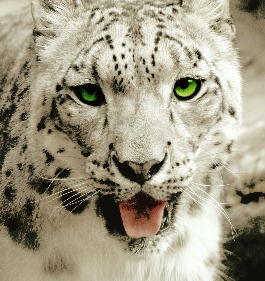 bílý tygr, leopard, levhart sněžný, unce, volně žijících živočichů, masožravec, zelené oči, portrét, srst, Napájení, zvíře, undomesticated kočka, savec, zvířata ve volné přírodě, velká kočka, nebezpečí, Příroda, Kočkovitý, velký, ohrožené druhy, tygr, zvířecí hlavy, Afrika, lov zvířat, zvířat, jednoho zvířete, kočka, část těla zvířete, detail, nikdo, vous, masožravce, při pohledu na fotoaparát, den, obratlovců, ústa otevřená, venku, agrese, zvířecí zuby, zvířecí ústa, 1080P