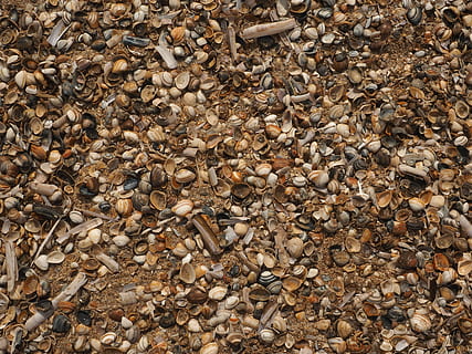 Muscheln, Strand, Meer, Muschel, Hintergrund, Meer, Schale, Schaltier, Natur, Vollbild, Hintergründe, keine Leute, Kieselstein, Tag, große gruppe von gegenständen, Fülle, direkt darüber, High Angle View, Land, Rock, Nahansicht, Detail, Stein - Objekt, solide, draußen, braun, Muster, texturiert, 4K, CC0, gemeinfrei, lizenzfrei