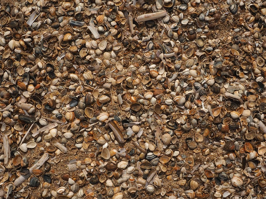Muscheln, Strand, Meer, Muschel, Hintergrund, Meer, Schale, Schaltier, Natur, Vollbild, Hintergründe, keine Leute, Kieselstein, Tag, große gruppe von gegenständen, Fülle, direkt darüber, High Angle View, Land, Rock, Nahansicht, Detail, Stein - Objekt, solide, draußen, braun, Muster, texturiert, 4K