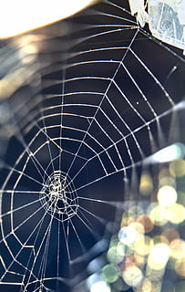 web, natur, makro, edderkoppespind, net, skinne, edderkop-arbejde, vindue, bokeh, edderkop, tæt på, skrøbelighed, fokus på forgrunden, sårbarhed, ingen mennesker, naturligt mønster, mønster, selektiv fokusering, dag, arachnid, udendørs, leddyr, forviklinger, hvirvelløse, sollys, dyr, kompleksitet, linseflare, dug, 4K, CC0, offentligt domæne, royaltyfrie