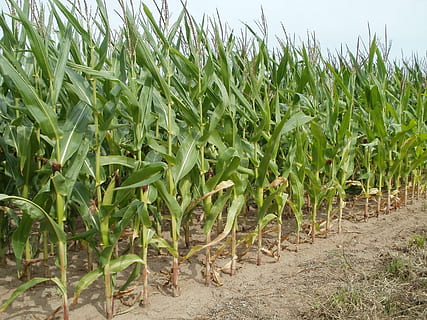 majs gård, dagtimerne, felter, majs, landbrug, natur, afgrøde, plante, gård, høst, organisk, dyrkede, landskab, landbrugsjord, voksende, plantage, fremstille, industri, kornmark, landskabet, miljø, Mark, jord, vækst, grøn farve, landlige scene, korn plante, mad, ingen mennesker, dag, majs - afgrøde, mad og drikke, skønhed i naturen, scenics - natur, udendørs, 1080P, CC0, offentligt domæne, royaltyfrie