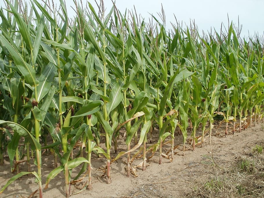 majs gård, dagtimerne, felter, majs, landbrug, natur, afgrøde, plante, gård, høst, organisk, dyrkede, landskab, landbrugsjord, voksende, plantage, fremstille, industri, kornmark, landskabet, miljø, Mark, jord, vækst, grøn farve, landlige scene, korn plante, mad, ingen mennesker, dag, majs - afgrøde, mad og drikke, skønhed i naturen, scenics - natur, udendørs, 1080P